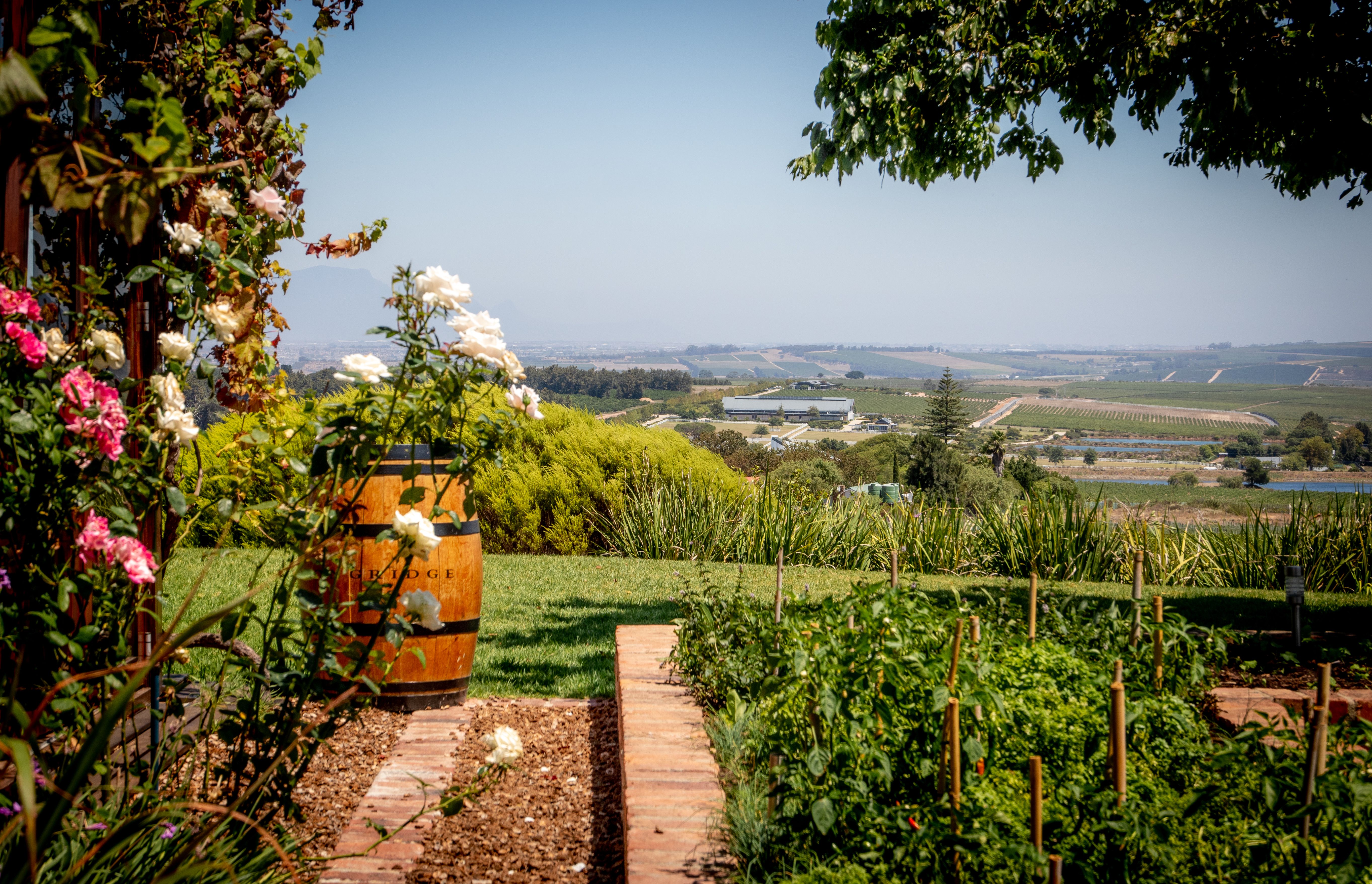 Cape Winelands — Franschhoek Valley vineyards and Cape Dutch manor houses