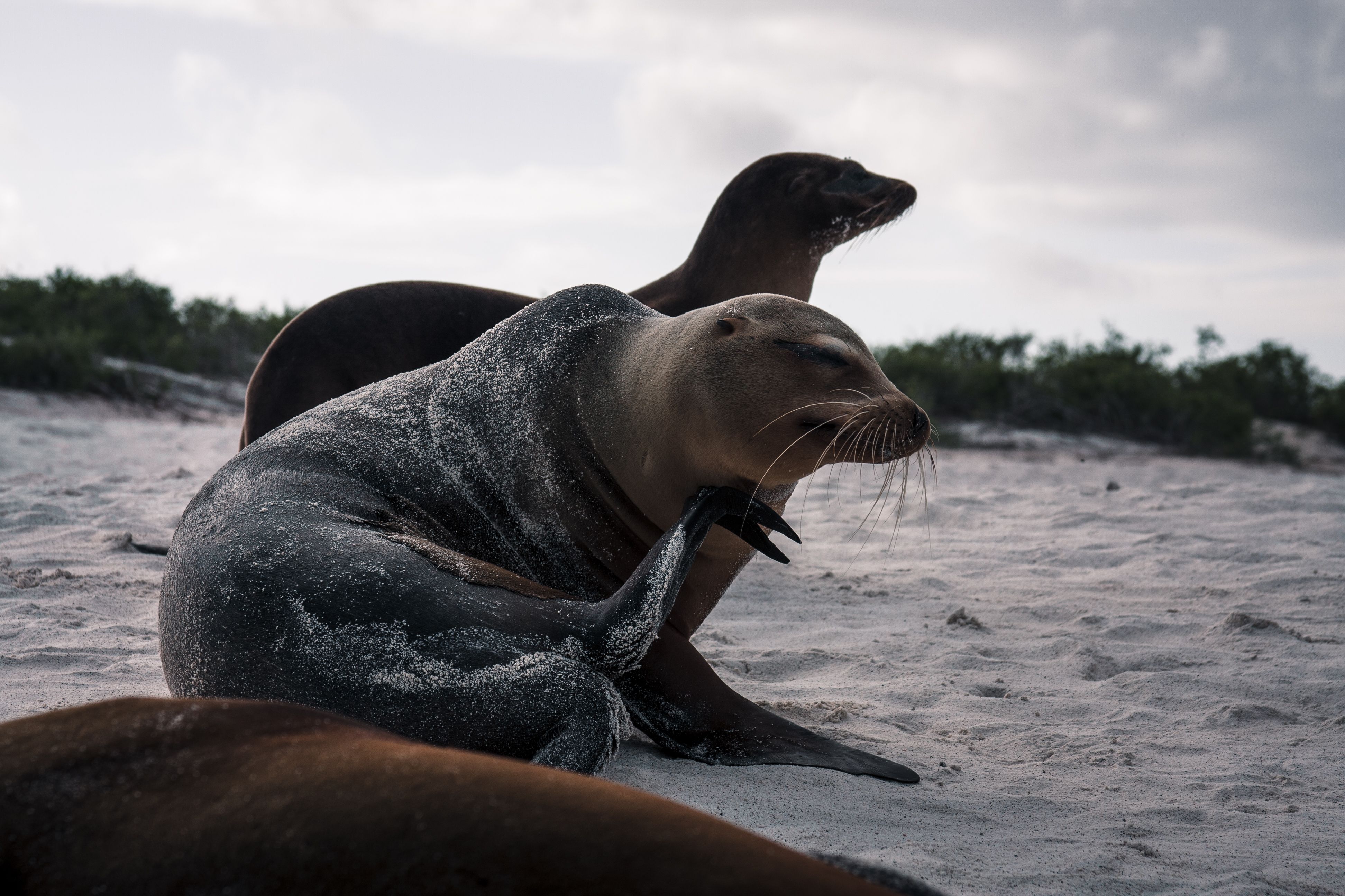 Galápagos Islands — marine iguanas and blue-footed boobies on the volcanic shore