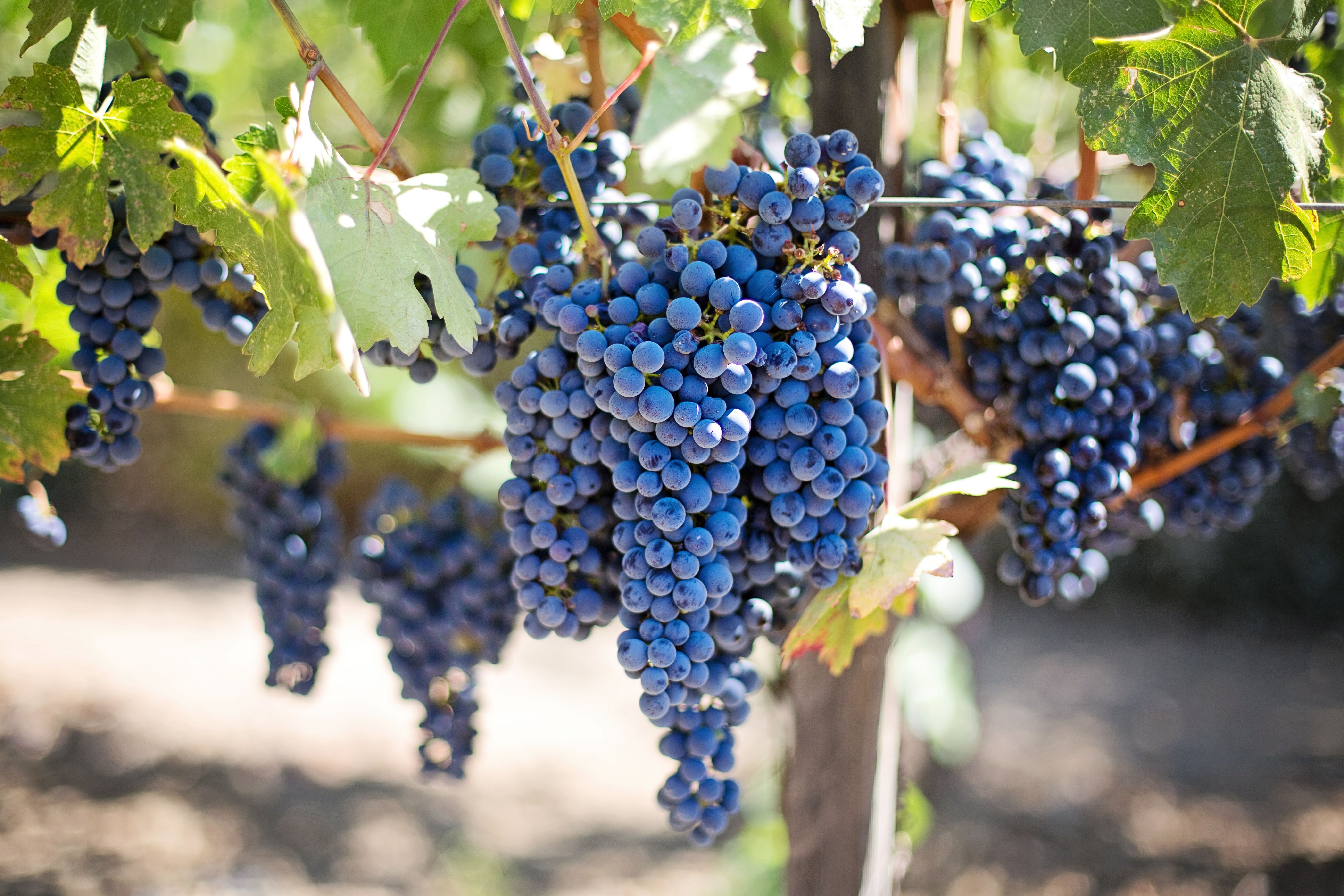 Napa Valley — vineyard rows in the golden October harvest light