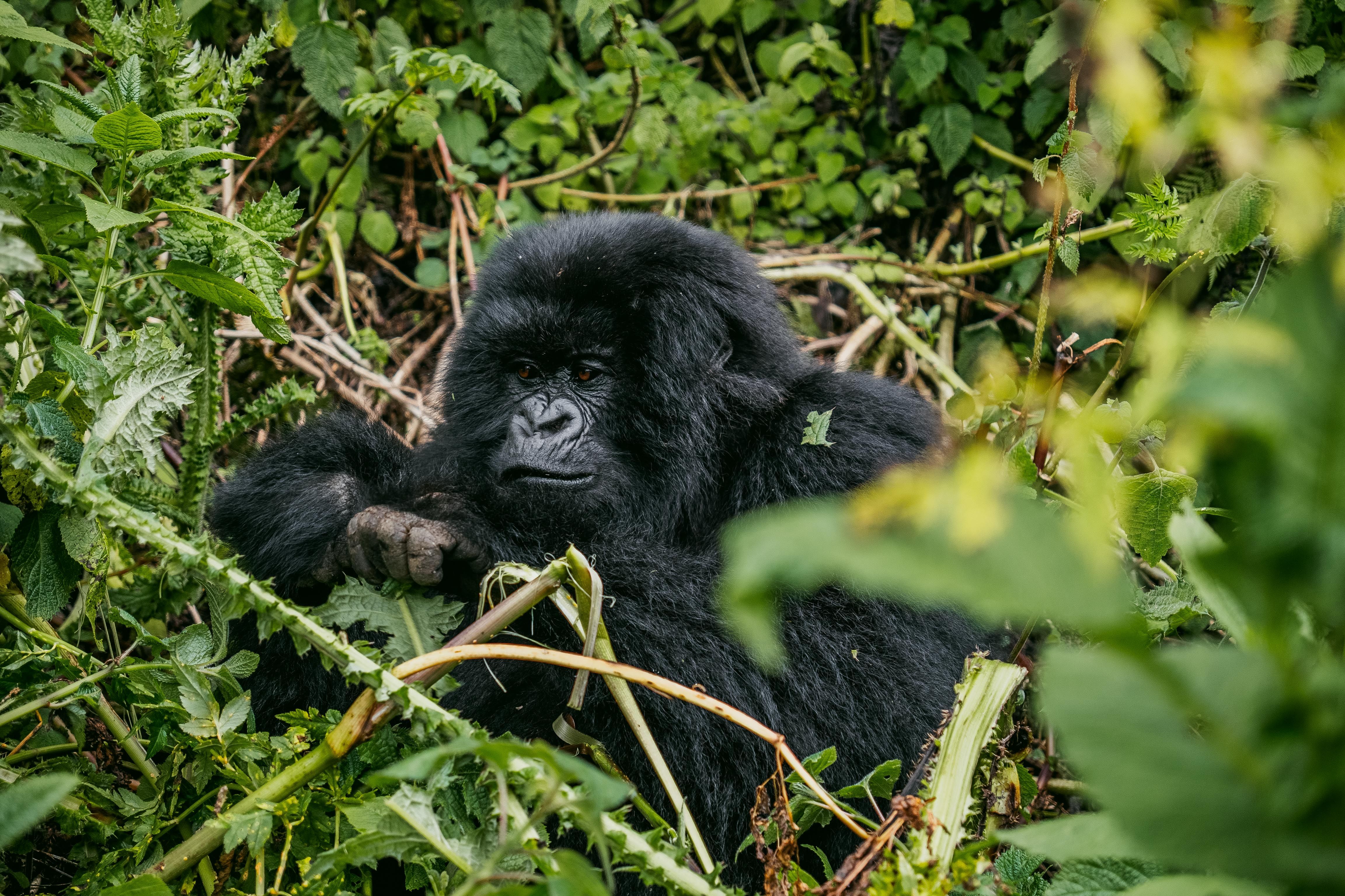 Rwanda — mountain gorillas in the Volcanoes National Park